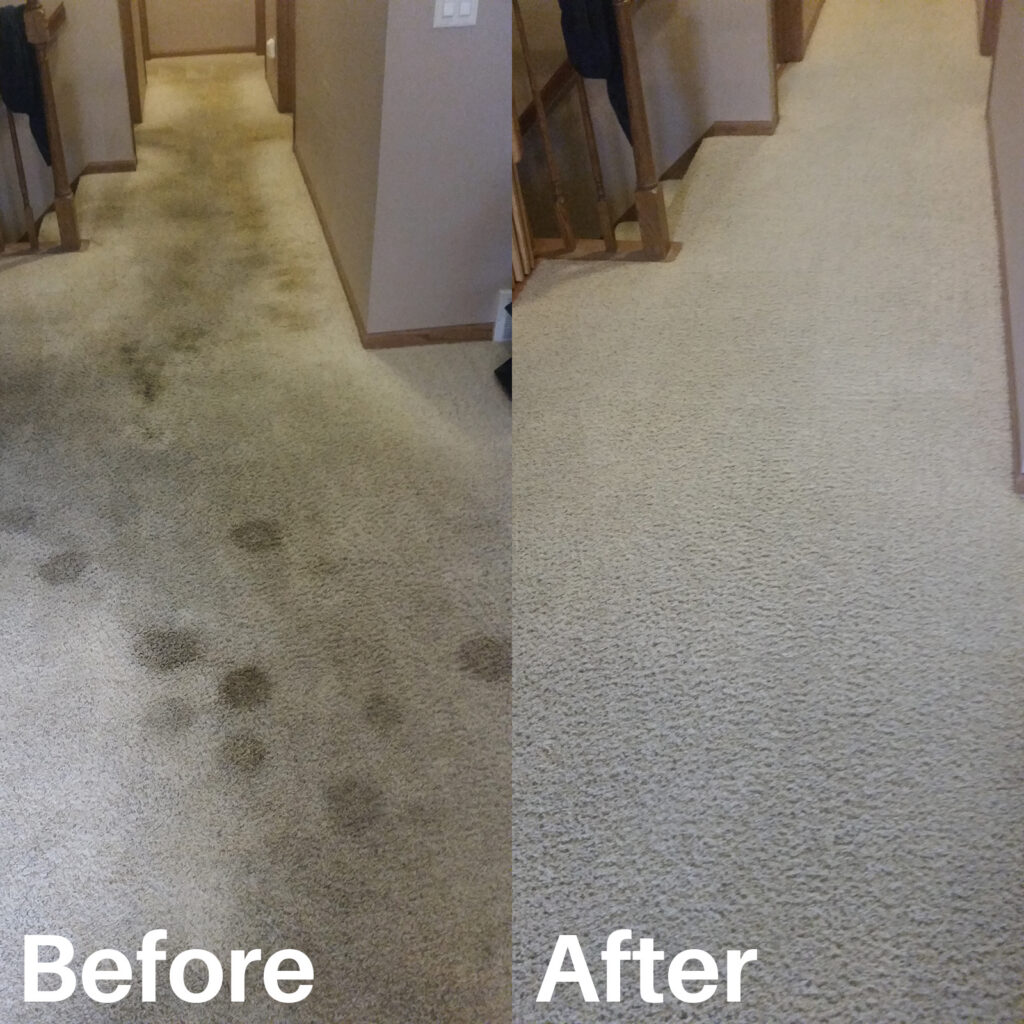 Spot removal while carpet cleaning in Dane County WI